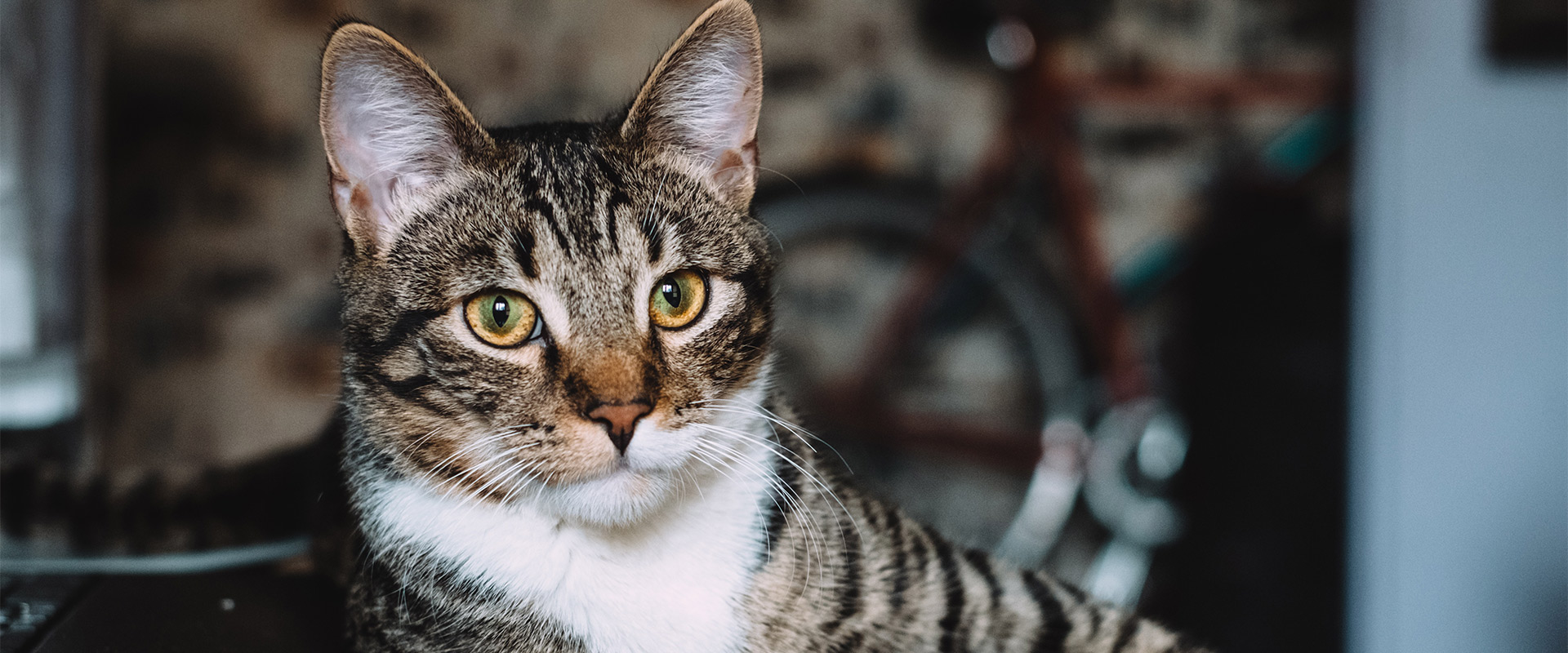 Litter Box Troubleshooting