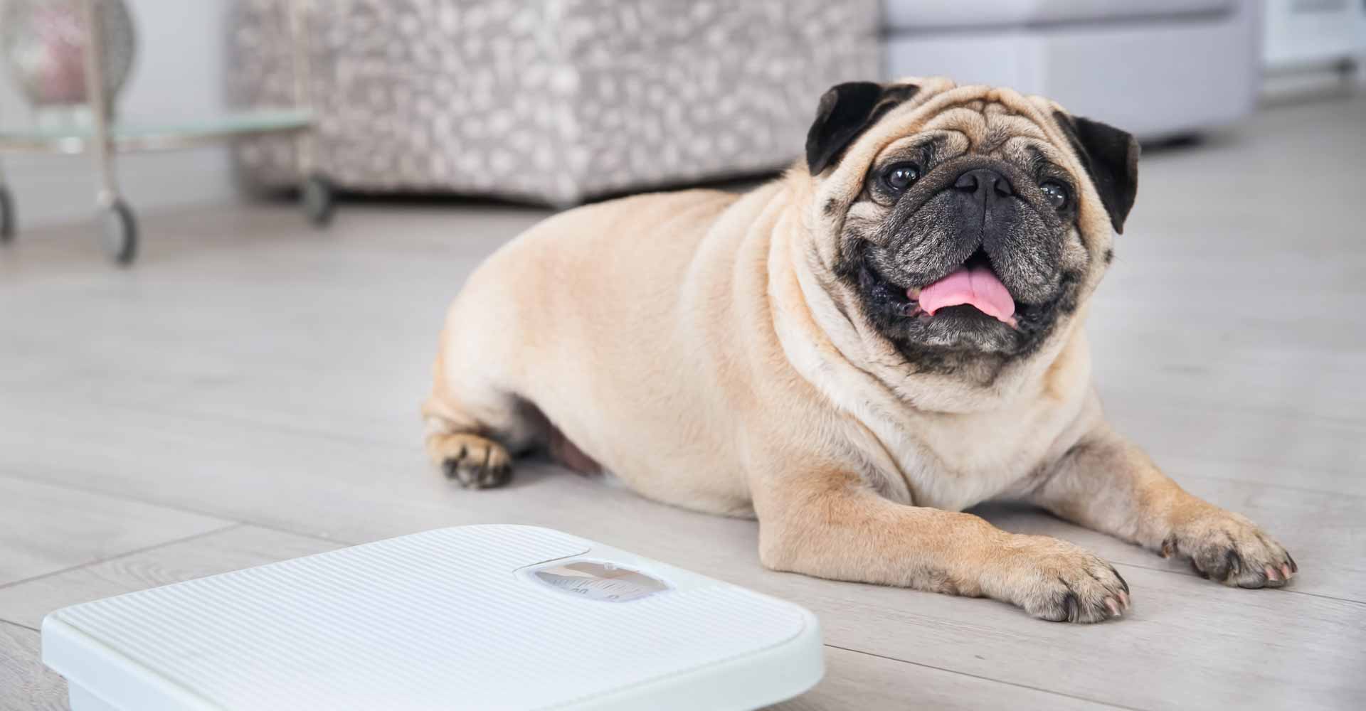 Your Dog's Weight