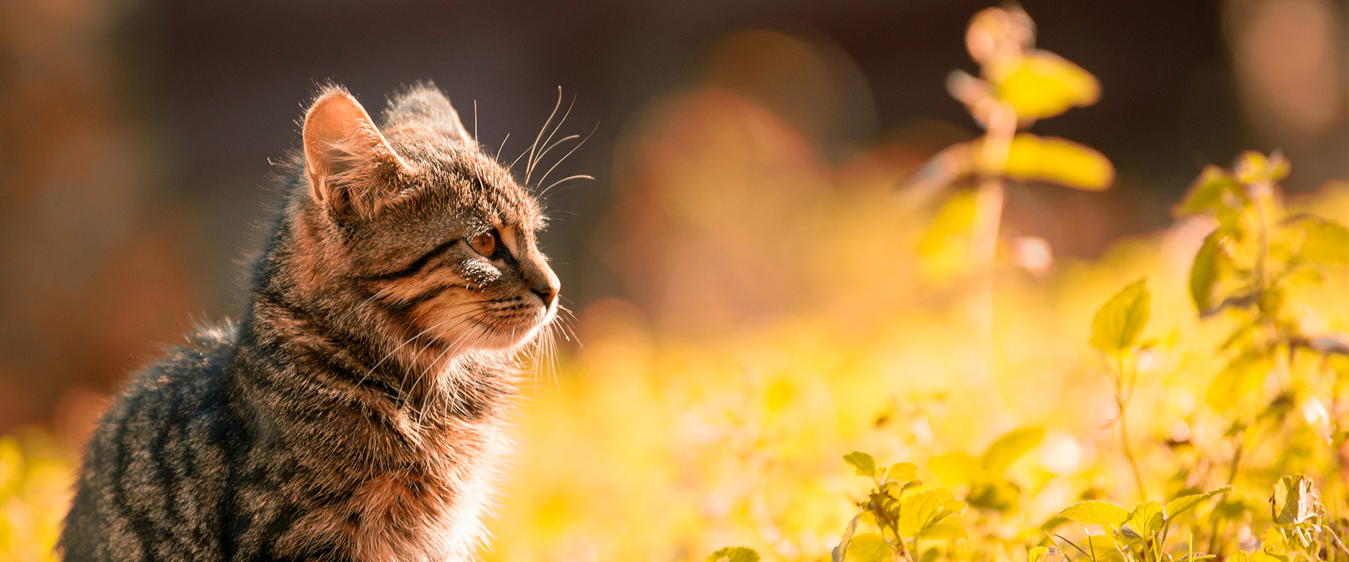 Pet Food Allergies or Food Intolerance in Cats