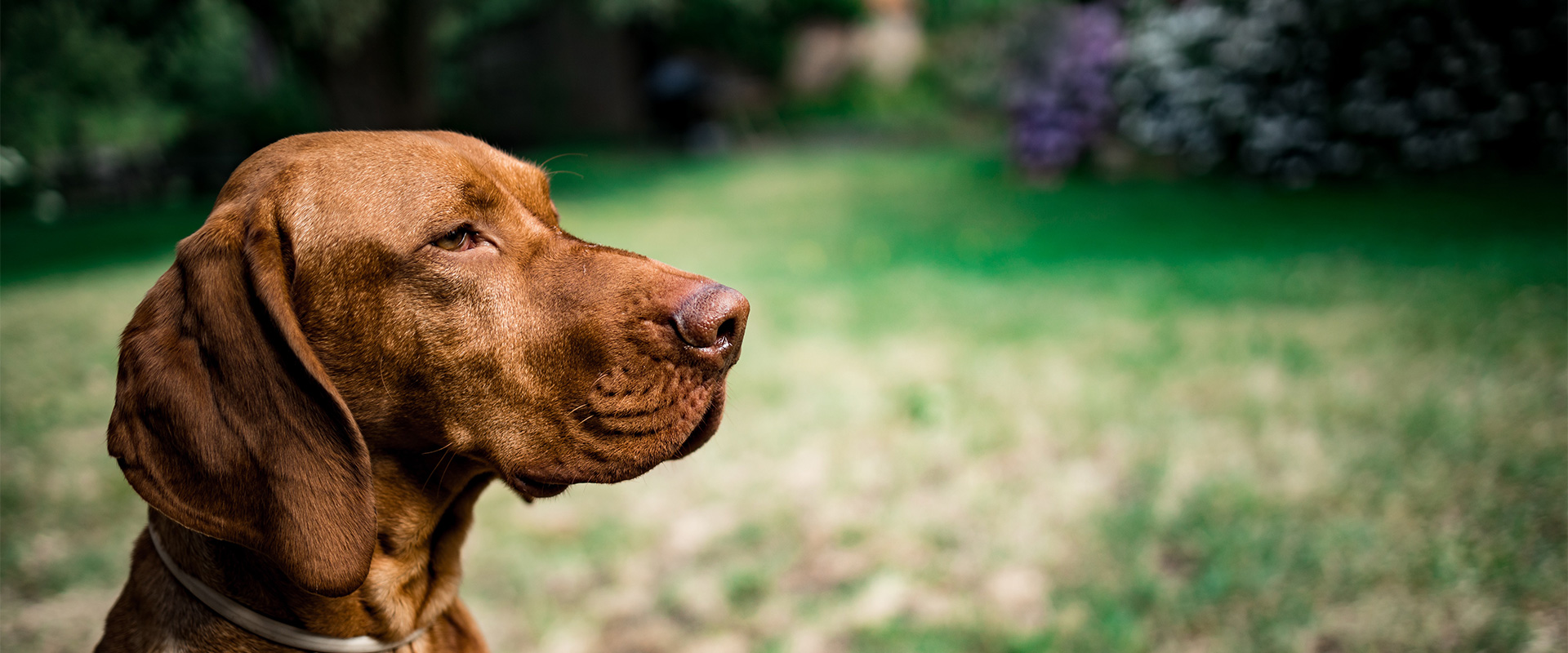 Pet Food Allergies or Food Intolerance in Dogs