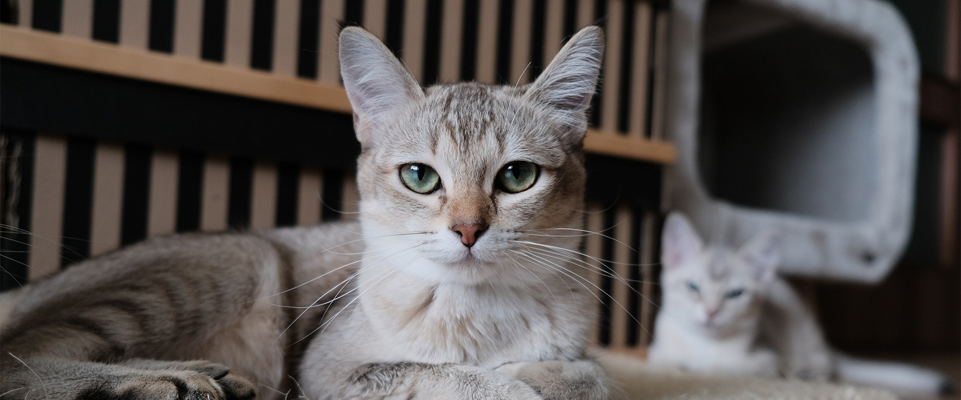 Benefits of Wet and Dry Food for Cats
