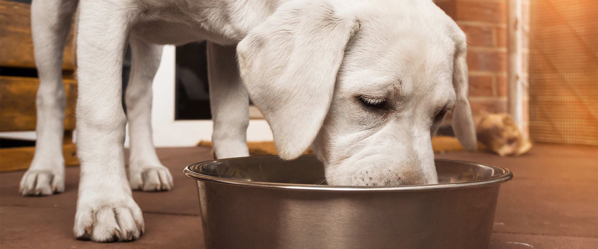 Benefits of Wet and Dry Food for Dogs