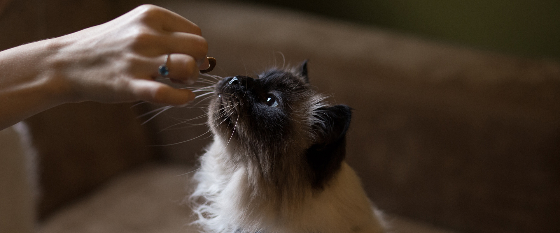 Prebiotics and Probiotics for Cats