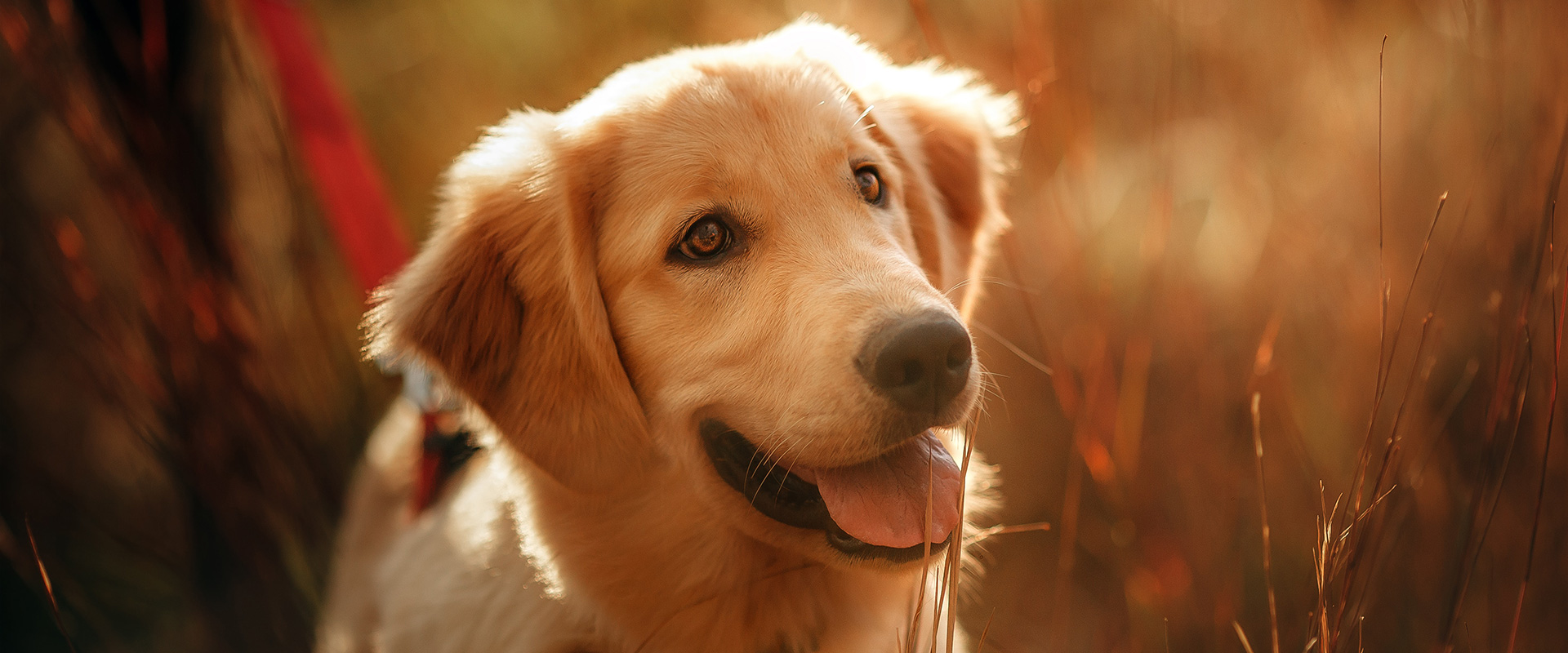 Prebiotics and Probiotics for Dogs