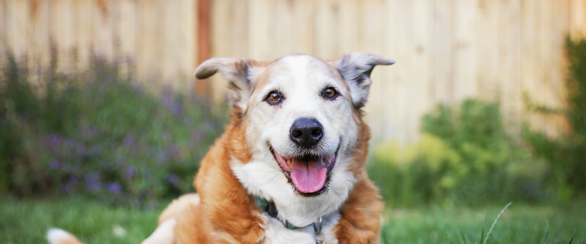 Senior Dogs