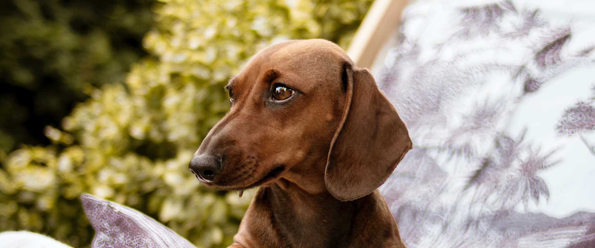 Unique Needs of Small Breed Dogs