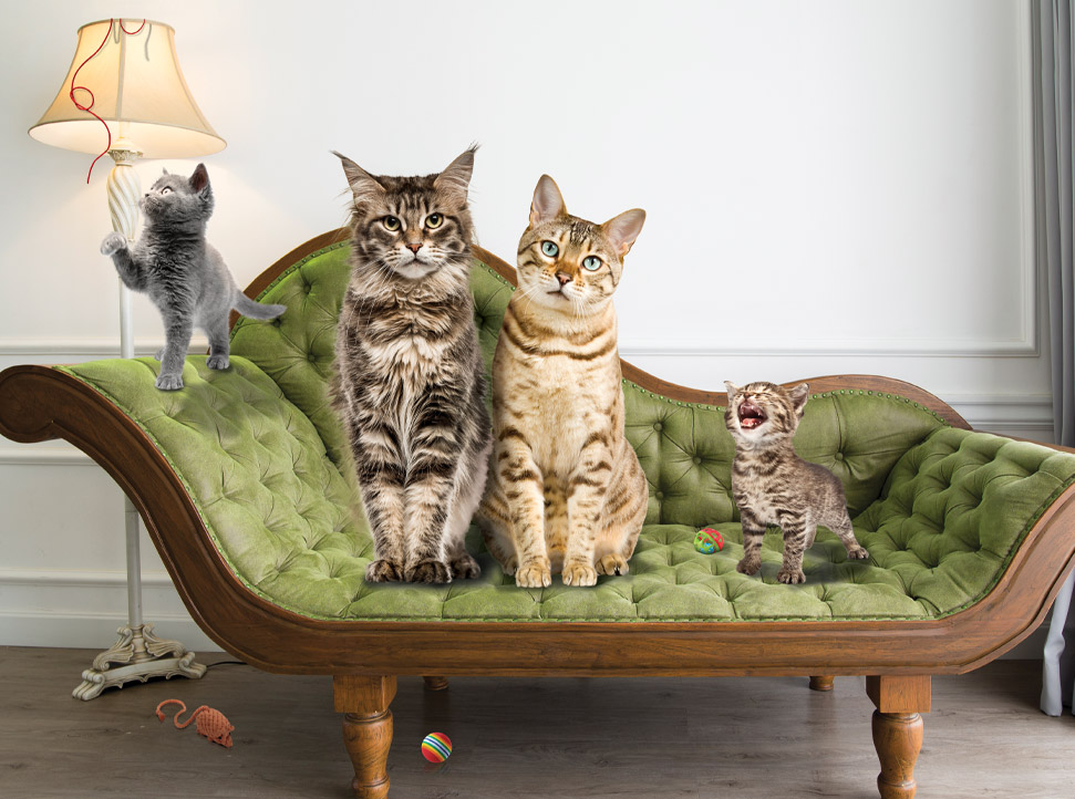 Gold_Ad_Cat-Family