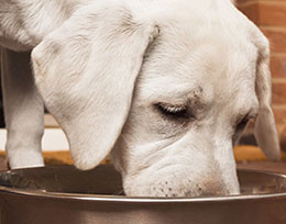 Canned Food vs. Dry Food