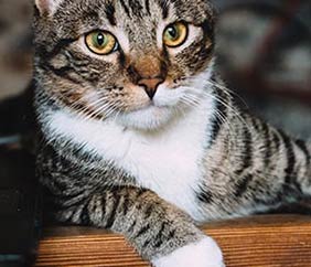 Litter Box Troubleshooting