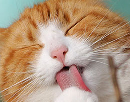 New Cat Parent Tips