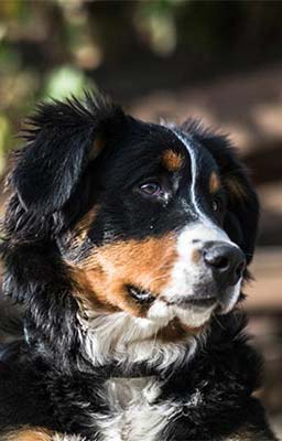 Puppy Resources