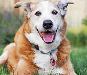 Senior Dog Needs