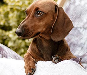 Small Dogs: Digestive & Nutritional Needs